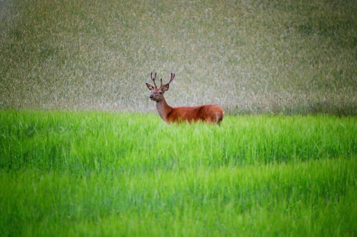Leśne spotkania Fot.R.Ptaszkiewicz