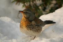 Zwierzęta w naszych lasach