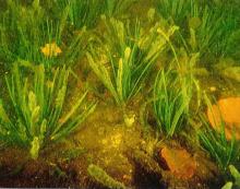 Rezerwat "Jezioro Długie"